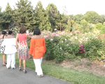 皇后区植物园繁花似锦 夏日避暑好去处