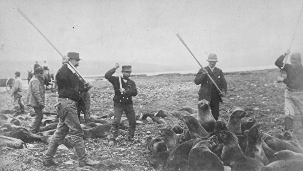 1890年代，阿拉斯加圣保罗岛的因纽特人正在猎杀海豹。(Hulton Archive/Getty Images)