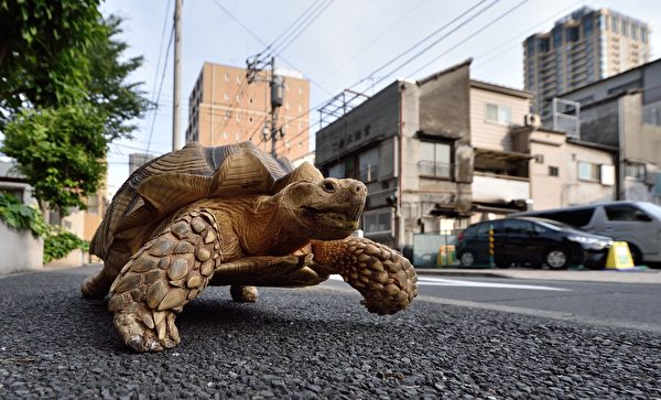 This picture taken on June 10, 2015 shows Bon-chan, a 19 year old male African spurred tortoise weighing about 70 kg (154 pounds), walking with his owner Hisao Mitani (not seen) on a street in the town of Tsukishima in Tokyo. Bon-chan loves fruit and vegetables and is often offered carrot and cabbage pieces by cheering neighbors when he is out. AFP PHOTO / KAZUHIRO NOGI (Photo credit should read KAZUHIRO NOGI/AFP/Getty Images)