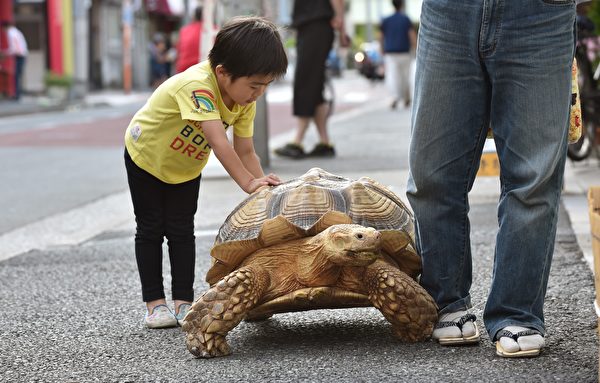 This picture taken on June 10, 2015 shows a young child playing with Bon-chan, a 19 year old male African spurred tortoise weighing about 70 kg (154 pounds), while out walking with his owner Hisao Mitani (R) on a street in the town of Tsukishima in Tokyo. Bon-chan loves fruit and vegetables and is often offered carrot and cabbage pieces by cheering neighbors when he is out. AFP PHOTO / KAZUHIRO NOGI (Photo credit should read KAZUHIRO NOGI/AFP/Getty Images)