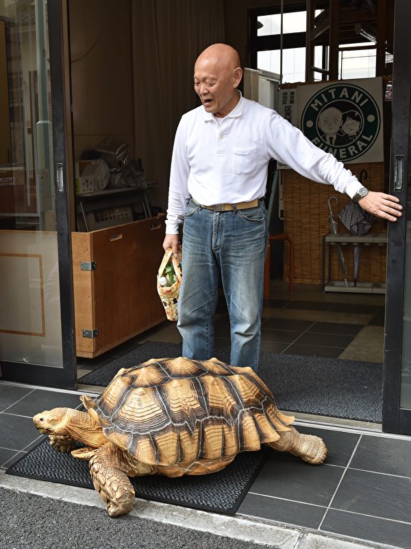 2015年6月10日，三谷久生和「蹦將」（Bon-chan）出門散步。 (KAZUHIRO NOGI/AFP/Getty Images)