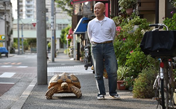 This picture taken on June 10, 2015 shows Bon-chan, a 19 year old male African spurred tortoise weighing about 70 kg (154 pounds), walking with his owner Hisao Mitani (R) on a street in the town of Tsukishima in Tokyo. Bon-chan loves fruit and vegetables and is often offered carrot and cabbage pieces by cheering neighbors when he is out. AFP PHOTO / KAZUHIRO NOGI (Photo credit should read KAZUHIRO NOGI/AFP/Getty Images)