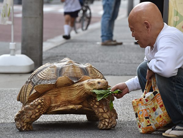 This picture taken on June 10, 2015 shows Bon-chan, a 19 year old male African spurred tortoise weighing about 70 kg (154 pounds), eating pieces of cabbage while out walking with his owner Hisao Mitani on a street while out for a walk in the town of Tsukishima in Tokyo. Bon-chan loves fruit and vegetables and is often offered carrot and cabbage pieces by cheering neighbors when he is out. AFP PHOTO / KAZUHIRO NOGI (Photo credit should read KAZUHIRO NOGI/AFP/Getty Images)