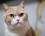 江苏偷猫贼被捕 拟将500只猫咪卖给餐馆
