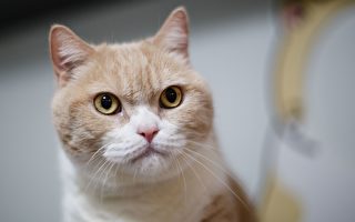 江蘇偷貓賊被捕 擬將500隻貓咪賣給餐館