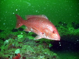 红鲷鱼。（维基百科公共领域）