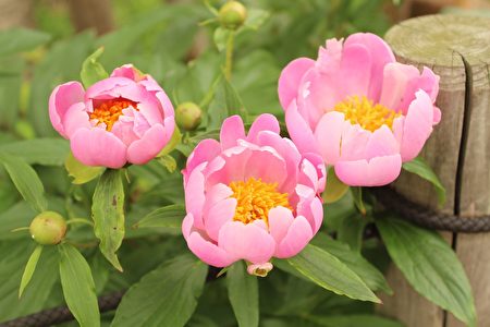 庭院 怎样种芍药 栽培 种植 大纪元