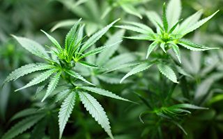 全球最大医用大麻公司将落戶维州