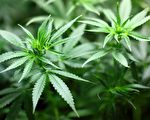 墨尔本西区7名男子被捕 涉嫌种植毒品大麻
