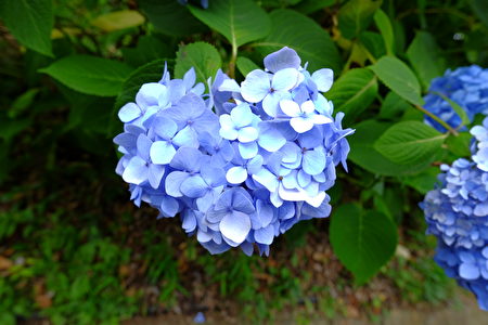 6月是日本的梅雨季節，也是紫陽花盛開的季節。（野上浩史／大紀元）