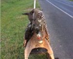 袋鼠被無情射殺 動物保護組織懸賞5000澳元抓罪犯