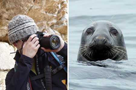 摄影师以为会遭吞吃海豹妈妈却喂食他4日 动物摄影 大纪元