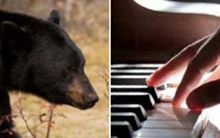 美大黑熊入室 开冰箱偷食物 还弹了钢琴