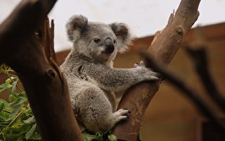 野火燒不停 澳洲國寶無尾熊恐瀕臨絕種