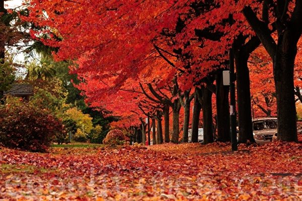 組圖：規劃賞楓行程加拿大處處是美景| 楓葉| 秋天| 大紀元