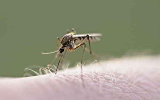 加州今夏蚊子大增 呼籲居民清除積水