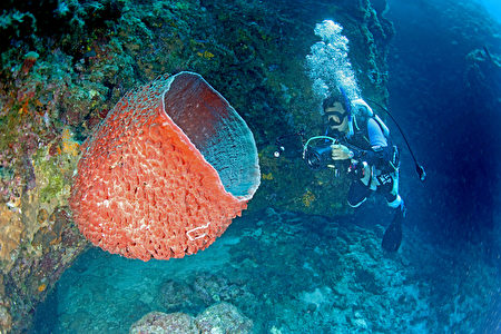 組圖：南沙太平島海底多樣生態首度曝光
