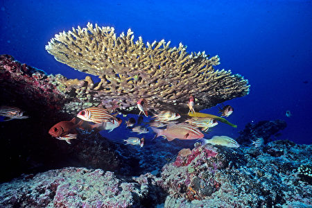 组图：南沙太平岛海底多样生态首度曝光