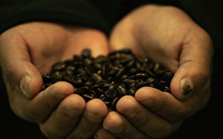 本年度前9月 宏都拉斯咖啡出口成长55%
