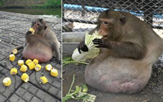 游客喂食来者不拒 泰猴“胖大叔”被送减肥营