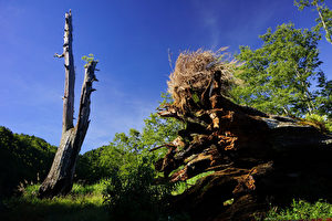 玉山國家公園塔塔加地區知名地標「夫妻樹」，「夫樹」今天被發現倒下，由於兩樹死亡數十年，如今倒下可說是回歸大自然。（玉山國家公園管理處提供）