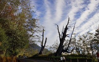 新中横塔塔加夫妻树 夫树倒下回归自然