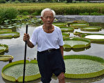 新埔大王莲开放乘坐 体验水上飘乐趣