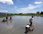 三星米香节返璞归真  3千人次参与体验