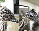 動物醫院協助治療 鴯鶓眼睛健康水汪汪