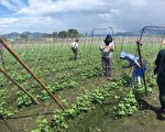 高雄農業大進化「植物醫生」對症下藥