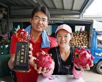 谢镇鸿舍弃电子产业 返乡栽培无毒红龙果