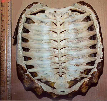 龜殼的內側也就是烏龜的脊髓跟肋骨。（新唐人）