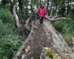 台夫妻樹的夫樹倒下  擬現地展示殘跡