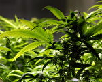 大麻合法化？盘点各党派政策