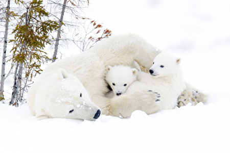 瓦布斯克国家公园是世界上最大的北极熊聚集地之一。（Fotolia）