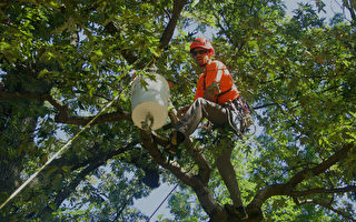 國際爬樹錦標賽 十八國樹藝家華府顯身手