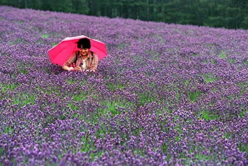 位于北海道富良野的薰衣草花园。(Stringer/Getty Images)