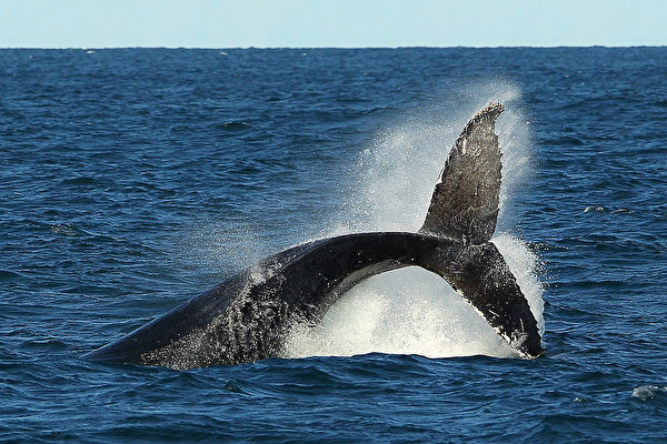 座頭鯨成年可以長到十餘米長，體型龐大。(Cameron Spencer/Getty Images)