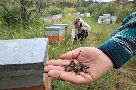 世界各地發生了一連串蜂群失蹤和死亡的現象，令蜂農與科學家百思不解，也為物種滅絕和生態危機敲響警鐘。 (RAYMOND ROIG/AFP/Getty Images)