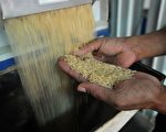 十年谈判 美国大米入华刚达协议又起波澜