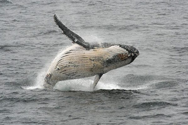 座头鲸捕食磷虾和小鱼，通常不会攻击人类。(EITAN ABRAMOVICH/AFP/Getty Images)