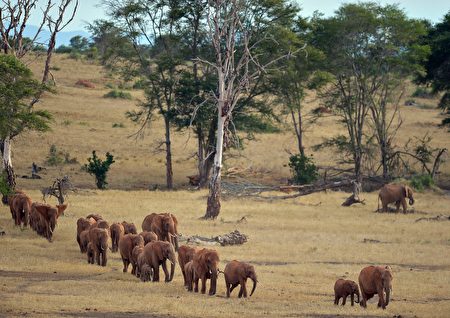 西查佛國家公園（Tsavo West National Park）內的象群。 (TONY KARUMBA/AFP/Getty Images)