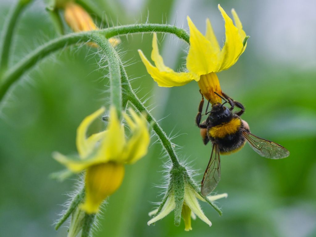 蜜蜂授粉示意圖。(PATRICK PLEUL/AFP/Getty Images)