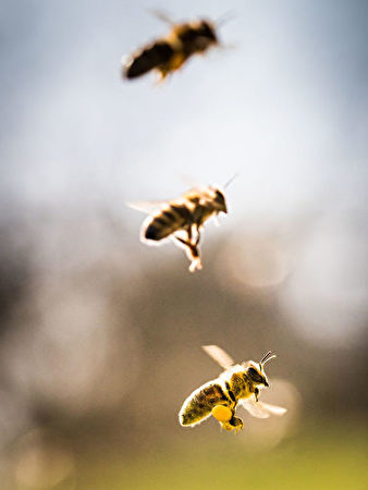  每個生物在宇宙間，都有它存在的意義。這種整日拍打翅膀辛勤采蜜的小小昆蟲，對糧食供給和生態圈有重大影響。 (FRANK RUMPENHORST/AFP/Getty Images)