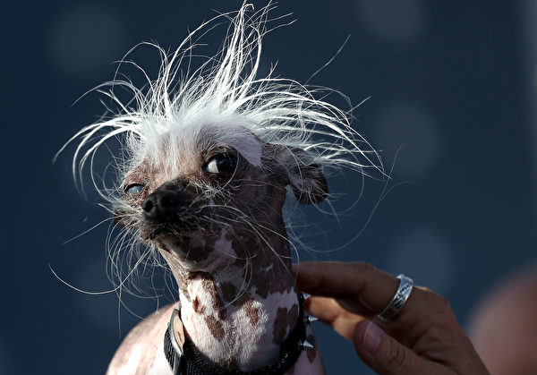 2017年最丑狗狗比赛的参赛狗。(Justin Sullivan/Getty Images)