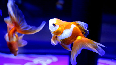 墨田水族馆7月10日至8月31日举办“夏日江户金鱼展 ”，展出20多个品种的金鱼。（叶妙音／大纪元）