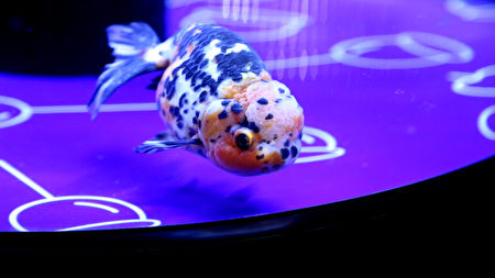 墨田水族館7月10日至8月31日舉辦「夏日江戶金魚展 」，展出20多個品種的金魚。（葉妙音／大紀元）