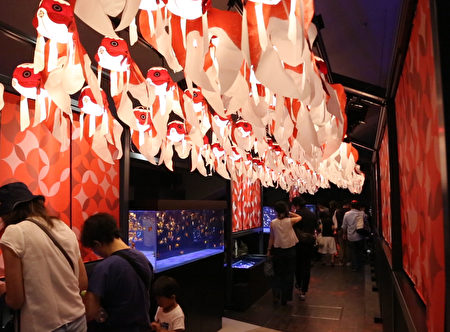 位于东京晴空塔旁的墨田水族馆里7月10日至8月31日举办“夏日江户金鱼展 ”，这是日本最大规模的金鱼展，具有浓浓的江户风情。（叶妙音／大纪元）