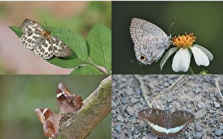環保團體在大欖郊野公園邊陲發現多種罕見蝴蝶，例如白弄蝶（左上）、生灰蝶（右上），還有曲紋黛眼蝶（左下）和綠裙邊翠蛺蝶（右下）等近年才首次在港發現的蝴蝶。（綠色力量提供）