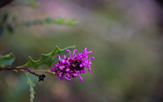 在西澳南部，通常9月份是野花盛季。 图为西澳南部的野花。（林文责/大纪元）